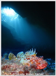 Scorpion fish + ambient light, Comino caves
Canon IXUS 1... by Claudia Weber-Fischer 